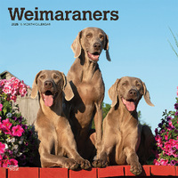 2025 Calendar Weimaraners 16-Month Square Wall Browntrout BT77943