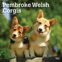 2025 Calendar Pembroke Welsh Corgis 16-Month Square Wall Browntrout BT77967