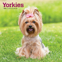 2025 Calendar Yorkshire Terriers 16-Month Square Wall Browntrout BT78001