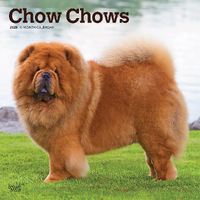 2025 Calendar Chow Chows 16-Month Square Wall Browntrout BT78100