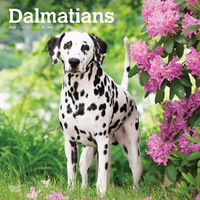 2025 Calendar Dalmatians 16-Month Square Wall Browntrout BT78117