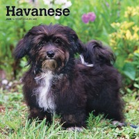 2025 Calendar Havanese 16-Month Square Wall Browntrout BT78162