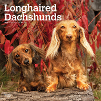 2025 Calendar Longhaired Dachshunds 16-Month Square Wall Browntrout BT78186