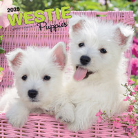 2025 Calendar West Highland White Terrier Puppies 16-Month Square Wall Browntrout BT80738