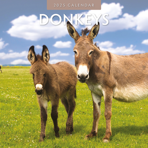 2025 Calendar Donkeys 16-Month Square Wall Red Robin RR250020