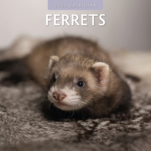 2025 Calendar Ferrets 16-Month Square Wall Red Robin RR250023