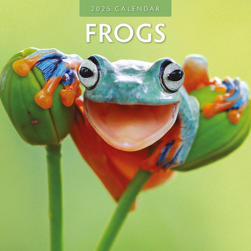 2025 Calendar Frogs 16-Month Square Wall Red Robin RR250024