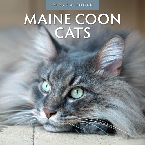 2025 Calendar Maine Coon Cats 16-Month Square Wall Red Robin RR250032