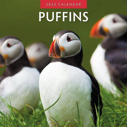 2025 Calendar Puffins 16-Month Square Wall Red Robin RR250040