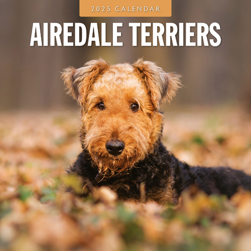 2025 Calendar Airedale Terriers 16-Month Square Wall Red Robin RR250051