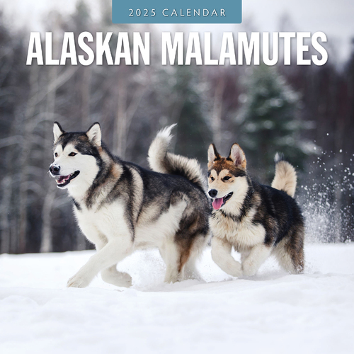 2025 Calendar Alaskan Malamutes 16-Month Square Wall Red Robin RR250053