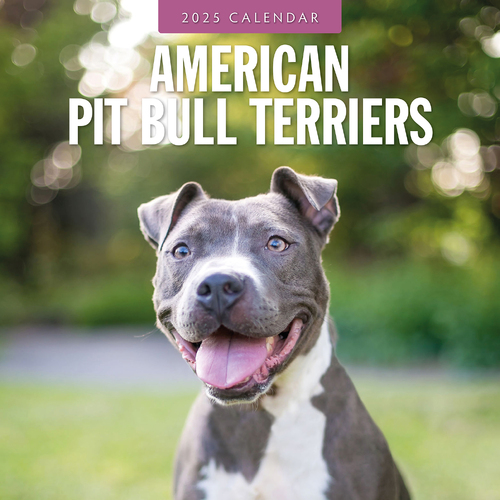 2025 Calendar American Pit Bull Terriers 16-Month Square Wall Red Robin RR250054