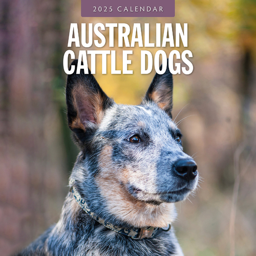 2025 Calendar Australian Cattle Dogs 16-Month Square Wall Red Robin RR250056