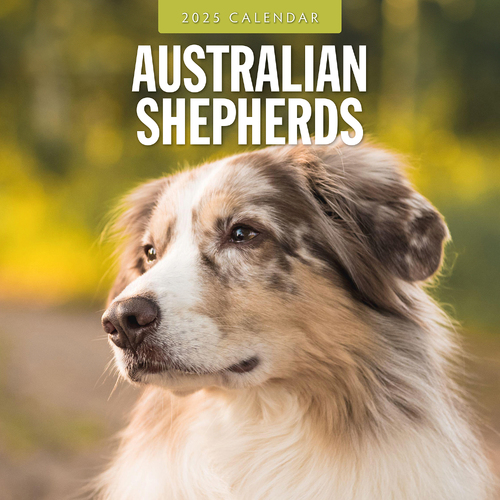 2025 Calendar Australian Shepherds 16-Month Square Wall Red Robin RR250057