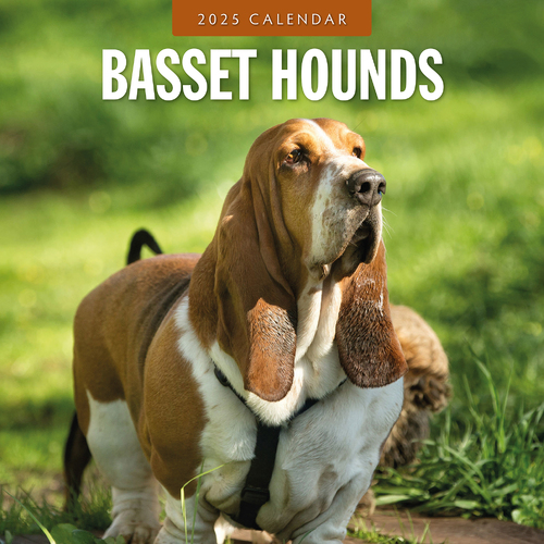 2025 Calendar Basset Hounds 16-Month Square Wall Red Robin RR250058