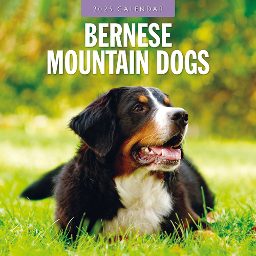 2025 Calendar Bernese Mountain Dogs 16-Month Square Wall Red Robin RR250063