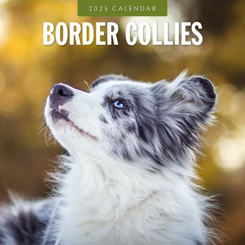 2025 Calendar Border Collies 16-Month Square Wall Red Robin RR250068