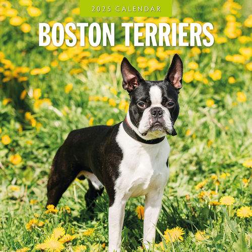 2025 Calendar Boston Terriers 16-Month Square Wall Red Robin RR250071