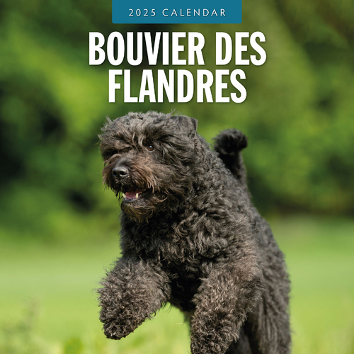 2025 Calendar Bouvier des Flandres 16-Month Square Wall Red Robin RR250072