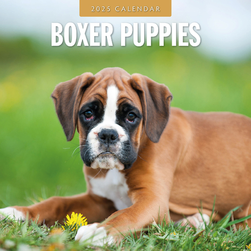 2025 Calendar Boxer Puppies 16-Month Square Wall Red Robin RR250073