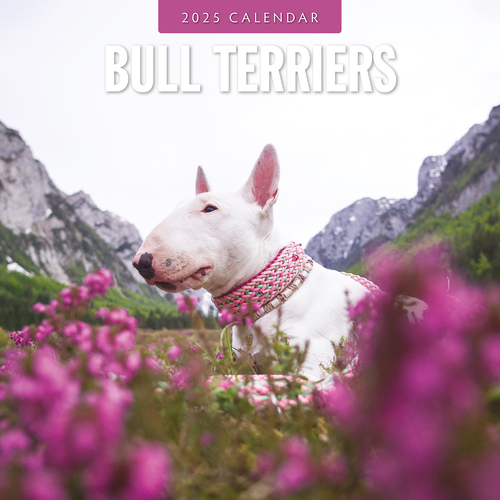 2025 Calendar Bull Terriers 16-Month Square Wall Red Robin RR250075