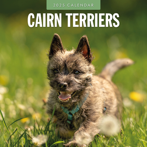 2025 Calendar Cairn Terriers 16-Month Square Wall Red Robin RR250078