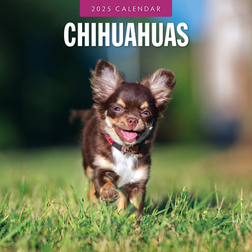 2025 Calendar Chihuahuas 16-Month Square Wall Red Robin RR250081