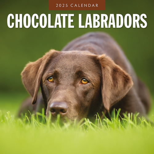 2025 Calendar Chocolate Labradors 16-Month Square Wall Red Robin RR250082