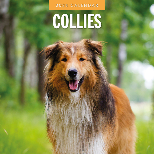 2025 Calendar Collies 16-Month Square Wall Red Robin RR250086