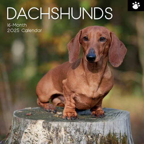 2025 Calendar Dachshunds 16-Month Square Wall Red Robin RR250088