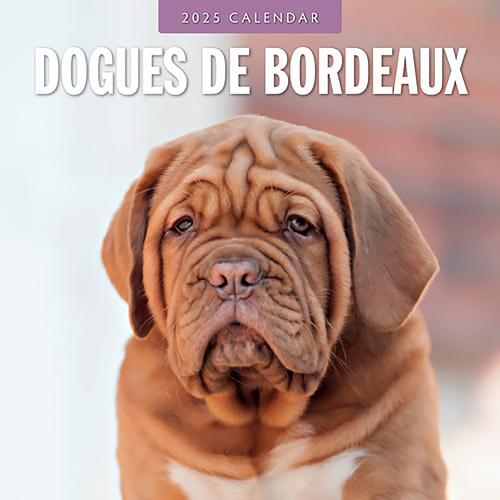 2025 Calendar Dogues de Bordeaux 16-Month Square Wall Red Robin RR250092