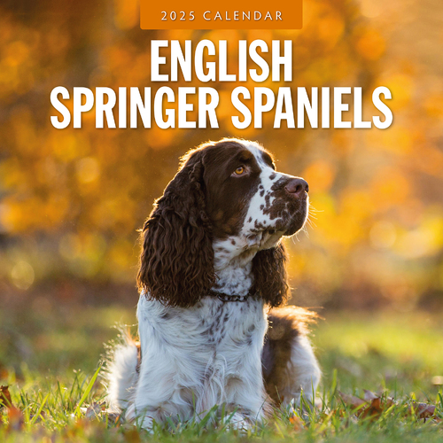 2025 Calendar English Springer Spaniels 16-Month Square Wall Red Robin RR250095