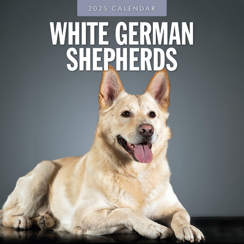 2025 Calendar White German Shepherds 16-Month Square Wall Red Robin RR250101