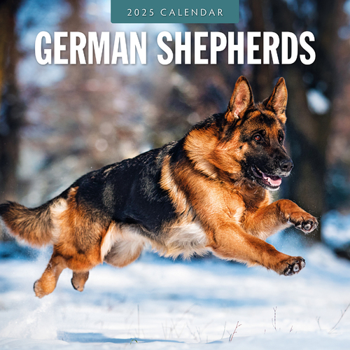 2025 Calendar German Shepherds 16-Month Square Wall Red Robin RR250102