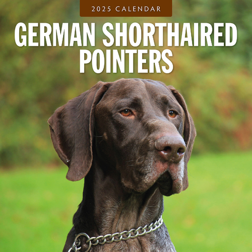 2025 Calendar German Shorthaired Pointers 16-Month Square Wall Red Robin RR250103