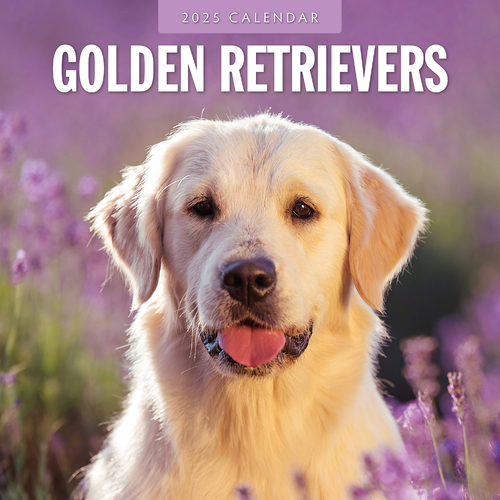 2025 Calendar Golden Retrievers 16-Month Square Wall Red Robin RR250105