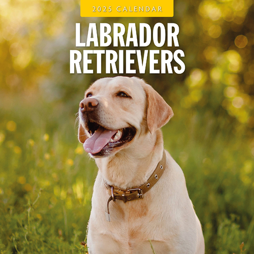 2025 Calendar Labrador Retrievers 16-Month Square Wall Red Robin RR250116