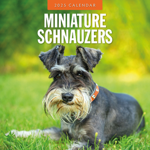 2025 Calendar Miniature Schnauzer 16-Month Square Wall Red Robin RR250123