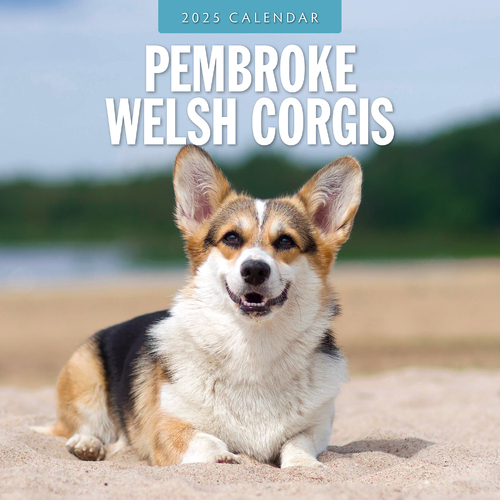 2025 Calendar Pembroke Welsh Corgis 16-Month Square Wall Red Robin RR250130