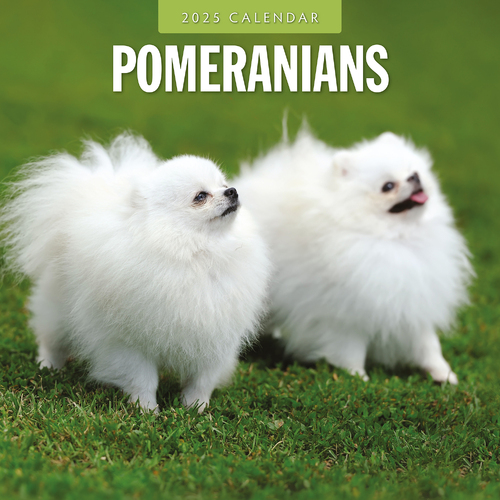 2025 Calendar Pomeranians 16-Month Square Wall Red Robin RR250132