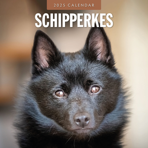 2025 Calendar Schipperkes 16-Month Square Wall Red Robin RR250140