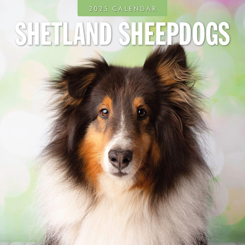 2025 Calendar Shetland Sheepdogs 16-Month Square Wall Red Robin RR250144