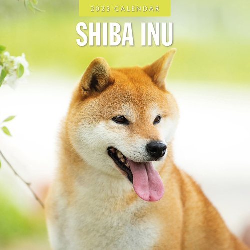 2025 Calendar Shiba Inu 16-Month Square Wall Red Robin RR250145