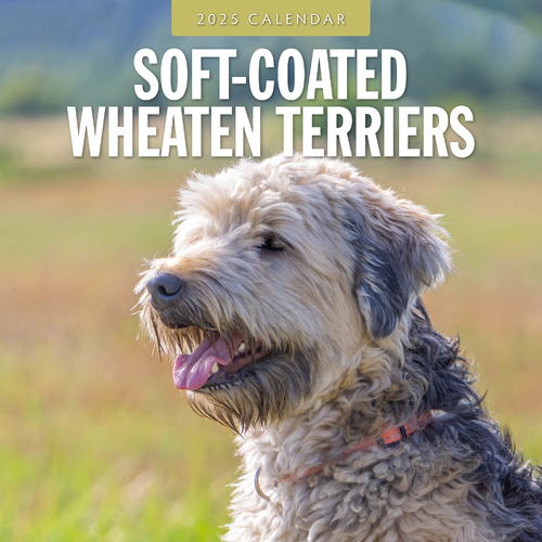 2025 Calendar Soft-Coated Wheaten Terriers 16-Month Square Wall Red Robin RR250148