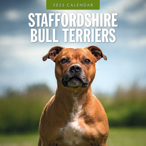 2025 Calendar Staffordshire Bull Terriers 16-Month Square Wall Red Robin RR250150