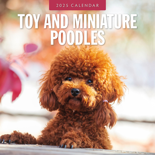 2025 Calendar Toy and Miniature Poodles 16-Month Square Wall Red Robin RR250152