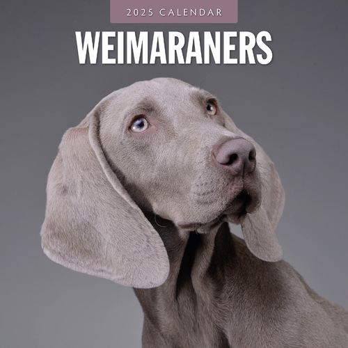 2025 Calendar Weimaraners 16-Month Square Wall Red Robin RR250154