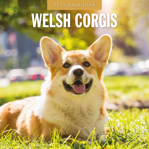 2025 Calendar Welsh Corgis 16-Month Square Wall Red Robin RR250155