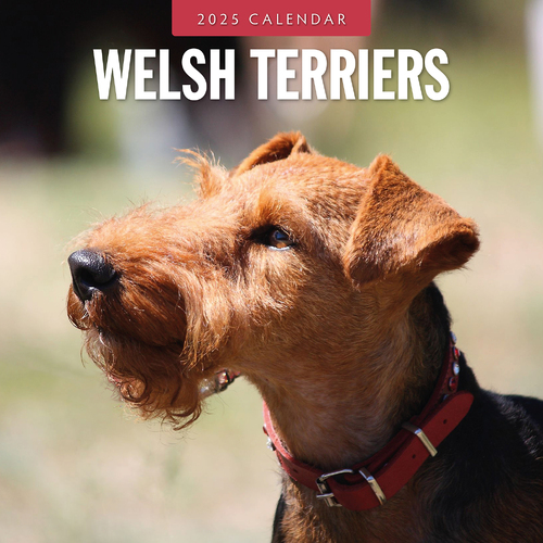 2025 Calendar Welsh Terriers 16-Month Square Wall Red Robin RR250156