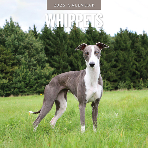 2025 Calendar Whippets 16-Month Square Wall Red Robin RR250158